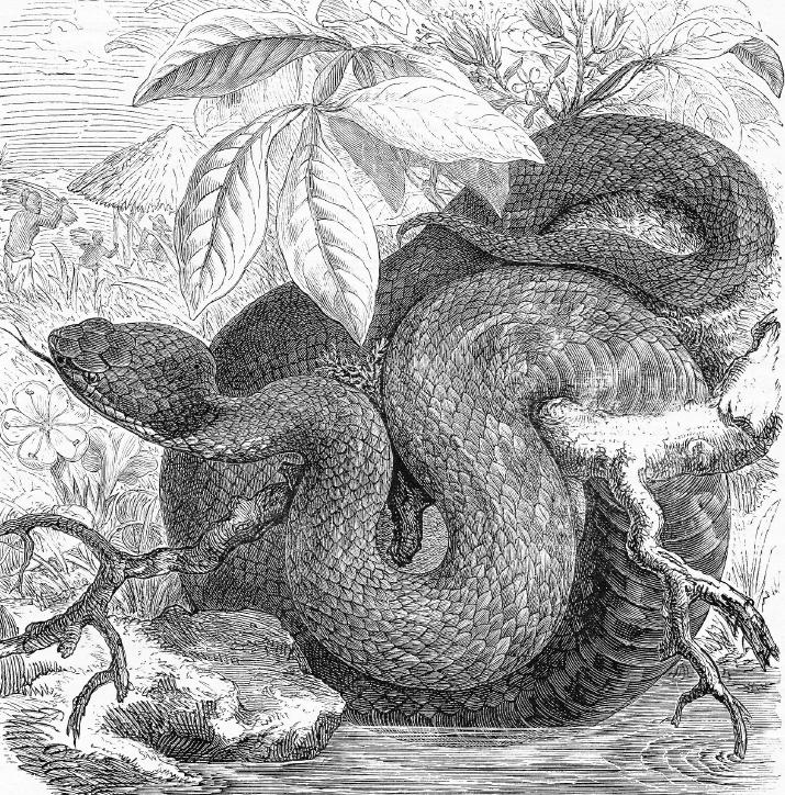 An illustration of a coiled snake. Probably a python, but who cares, as long as it doesn't eat us.