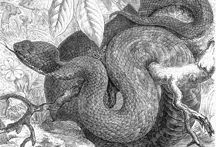 An illustration of a coiled snake. Probably a python, but who cares, as long as it doesn't eat us.