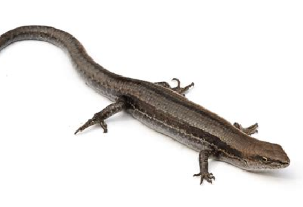 Cover image for Kris St.Gabriel | Author, Creativity Expert & Part-Time Rapscallion