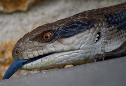 Cover image for Kris St.Gabriel | Author, Creativity Expert & Part-Time Rapscallion